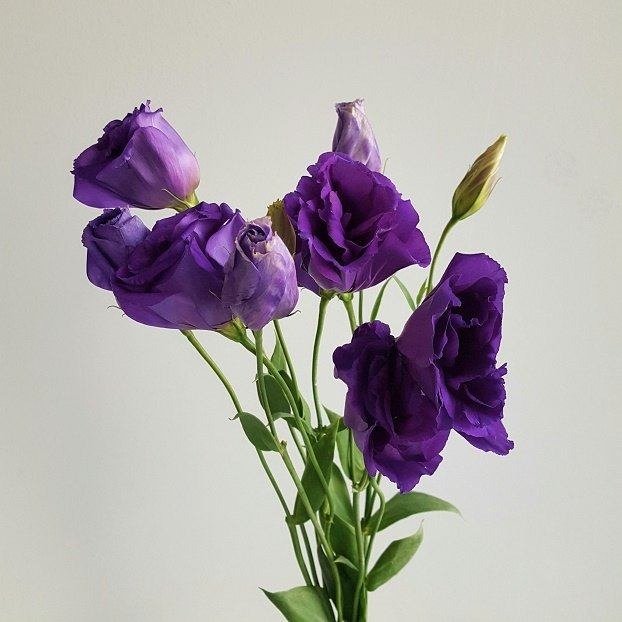ranunculus flowers